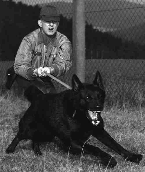 Security Dog in training. SP handler is mike Hess, dog's name is Nick.