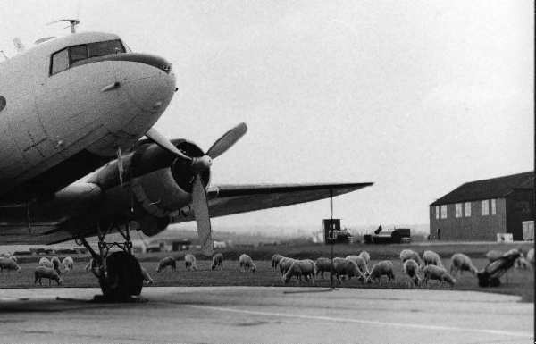 A Sembach C-47 surrounded by sheep from a local farm. Photo by Clifton D. Lewis