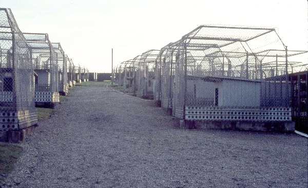 Sembach K9 Kennel Area. Sembach Air Base, Circa 1967