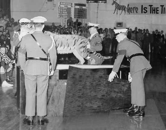 Sembach Tiger theft. Circa 1957, Sembach AB, Germany